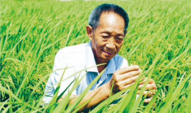 濰坊袁隆平現代高效數字化海水（鹽堿）稻示范園區