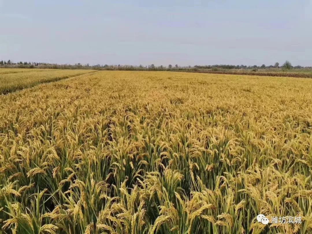 1572222072829496.jpg 微信圖片_20191028081955.jpg